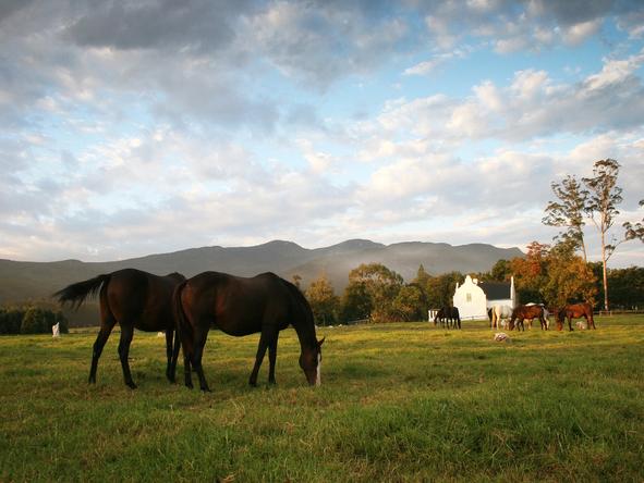 Kurland - Horse Riding 